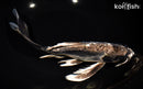 9.75" KIKOKURYU BUTTERFLY