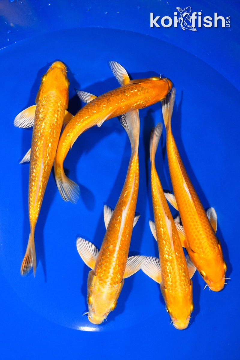 PACK OF (5) 5.75"-6.25" OGON KOI