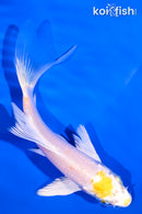 5.25" HARIWAKE BUTTERFLY