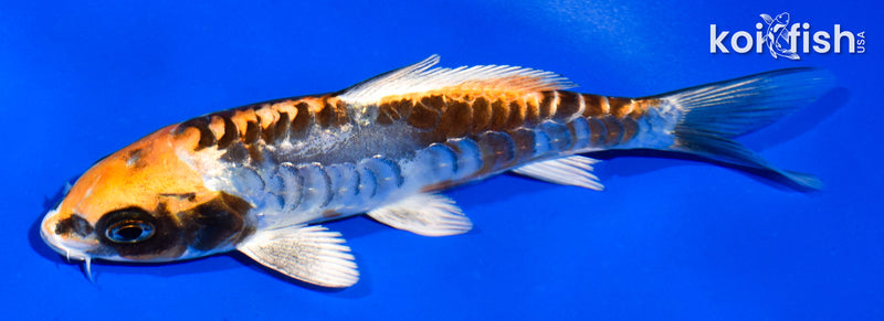 5.5" ARAGOKE BENI KIKOKURYU