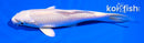5.5" PLATINUM OGON