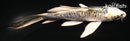 6" KIN KIKOKURYU BUTTERFLY