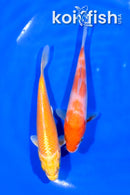 PACK OF (5) 4-4.25" STANDARD KOI