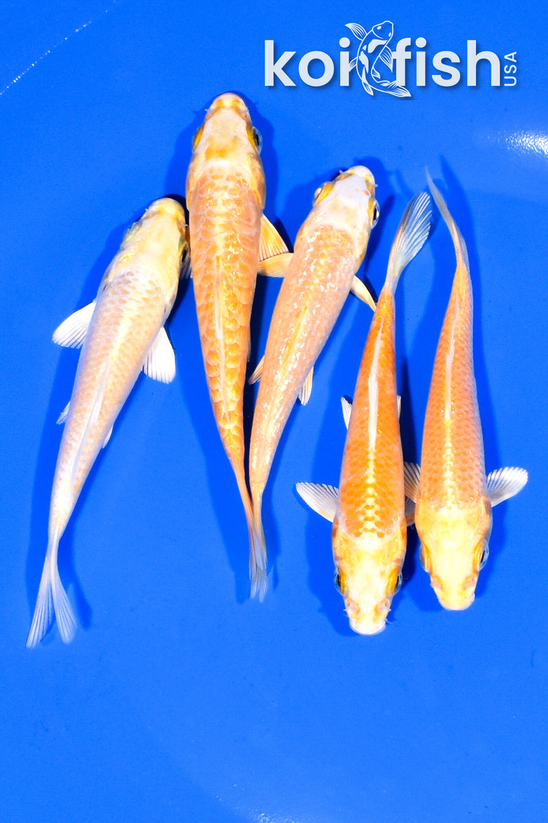 PACK OF (5) 4-4.25" STANDARD KOI