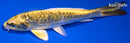 6.5" KIN KIKOKURYU