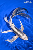 10" KIKOKURYU BUTTERFLY