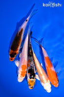 PACK OF (5) 4-5" STANDARD KOI