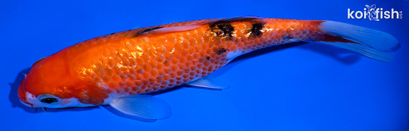 6.75" GINRIN SANKE