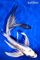 9.5" KIKOKURYU BUTTERFLY