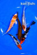 PACK OF (5) 4.75-5" STANDARD KOI