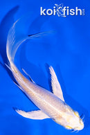 5" LEMON HARIWAKE BUTTERFLY