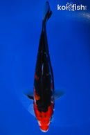8" AKA SANKE
