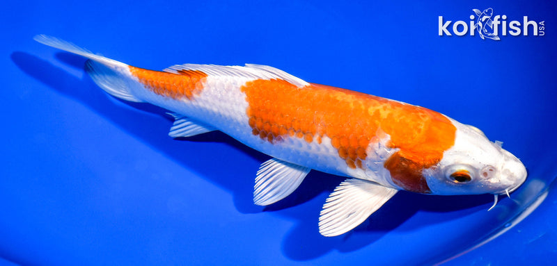 8.75" HARIWAKE
