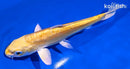 6" DOITSU YAMABUKI OGON