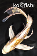 8" GINRIN DOITSU HARIWAKE BUTTERFLY