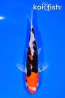 6.25" LEATHER BENI KUMONRYU