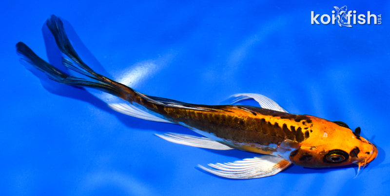 6" BENI KIKOKURYU BUTTERFLY