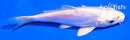 4.5" DOITSU PLATINUM OGON