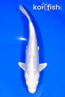 8.25" DOITSU PLATINUM OGON