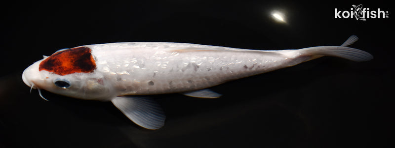 9.75" GINRIN TANCHO GOROMO