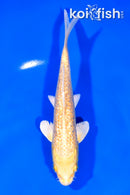 6.75" GINRIN YAMABUKI OGON