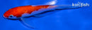5.25" GINRIN KOHAKU BUTTERFLY