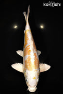 12.75" DOITSU HARIWAKE