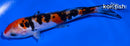 5.5" DOITSU SANKE