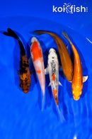 PACK OF (5) 3.75-4" STANDARD KOI