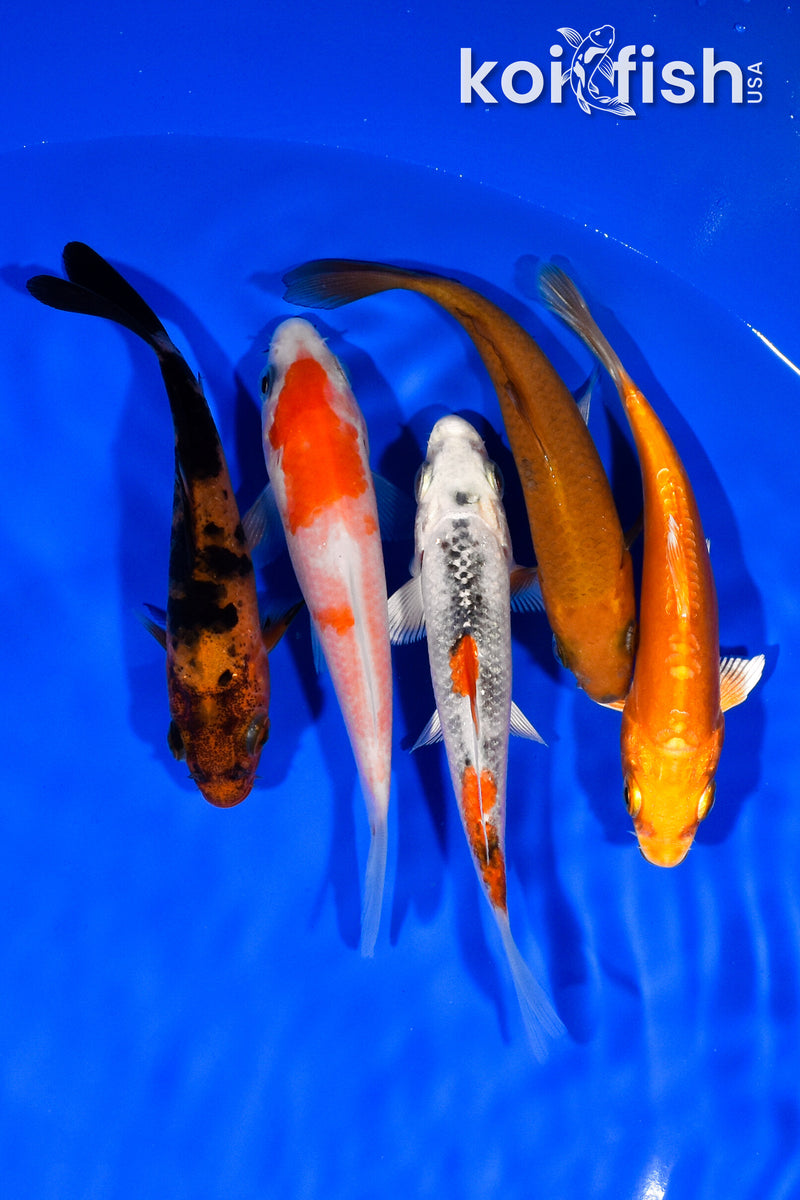 PACK OF (5) 3.75-4" STANDARD KOI