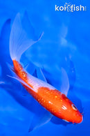 5.25" GINRIN KOHAKU BUTTERFLY