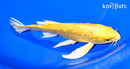 8" GINRIN YAMABUKI OGON BUTTERFLY