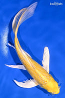 8.5" YAMABUKI OGON BUTTERFLY
