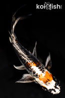 9.25" BENI KIKOKURYU BUTTERFLY