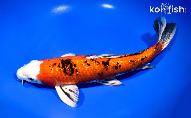 11.75" GINRIN YAMATO NISHIKI