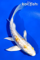 5" GINRIN ARAGOKE HARIWAKE BUTTERFLY