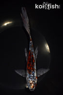 7.75" SHUBUNKIN GOLDFISH