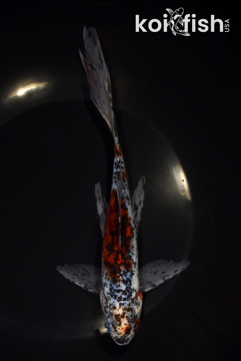 7.75" SHUBUNKIN GOLDFISH