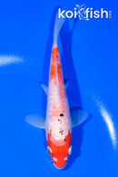 5.75" DOITSU GOSHIKI