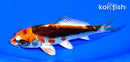 5.25" BENI KIKOKURYU