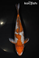 11.5" OCHIBA SHIGURE