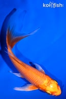 5.25" ORENJI OGON BUTTERFLY