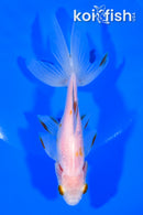 5.75" WATONAI GOLDFISH