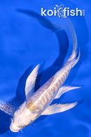 5" DOITSU LEMON HARIWAKE BUTTERFLY