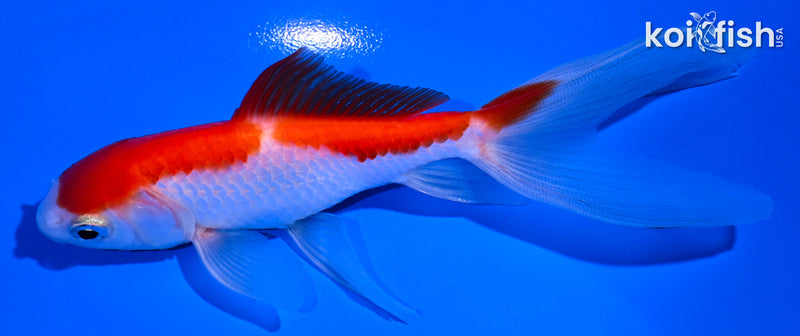 4.75" SARASA WATONI GOLDFISH