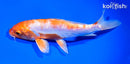 6.5" ARAGOKE KIKUSUI