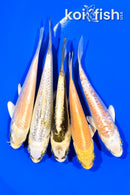PACK OF (5) 4.25-5.25" STANDARD KOI