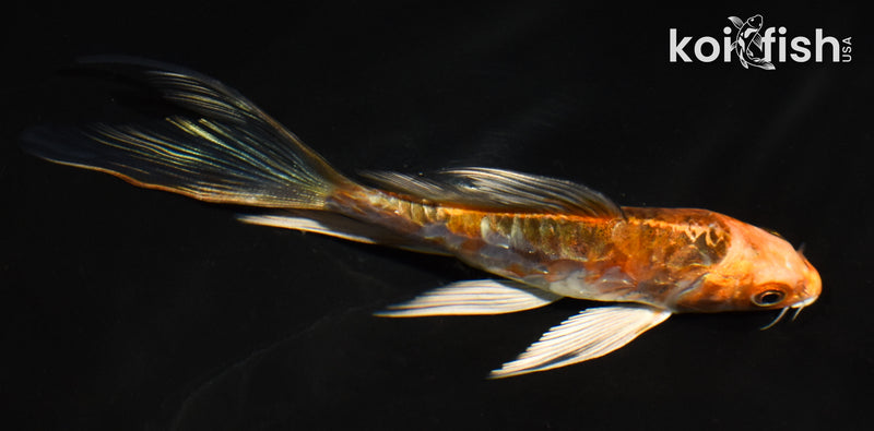 5" ARAGOKE HEISEI NISHIKI BUTTERFLY