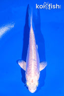 4" DOITSU PLATINUM OGON