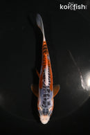 5" HI SHUSUI